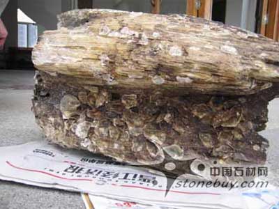 晉江漁民撈出千萬年前“木化石”